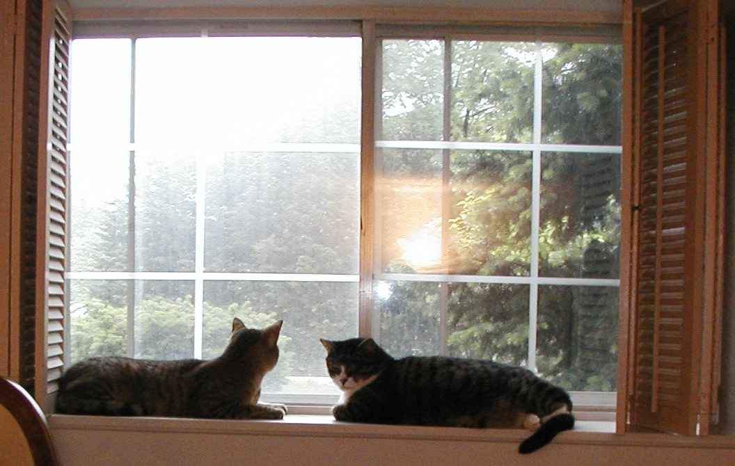 Ajax and Galt in the window.