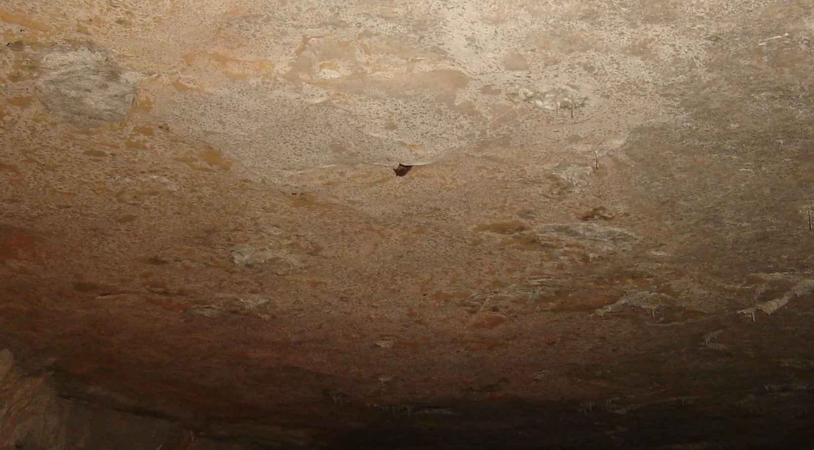 Smallin Cave bat